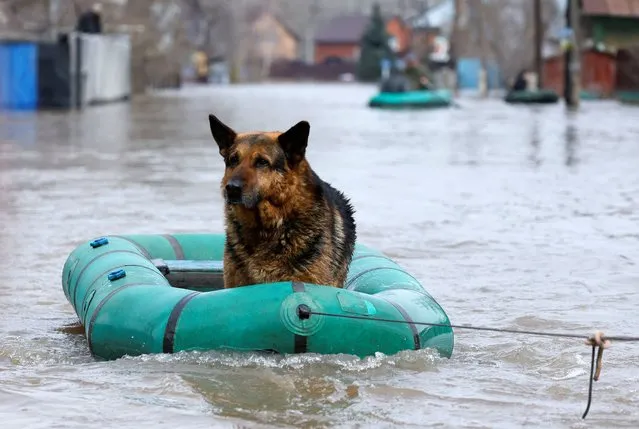 A dog sits in an inflatable boat towed by Russian Emergencies Ministry rescuers in a flooded street in Orenburg, Russia on April 10, 2024. (Photo by Maxim Shemetov/Reuters)