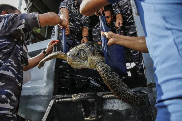 Indonesian Navy officers transport a green turtle (Chelonia mydas) from a truck after being seized from suspected poachers during a press conference in Serangan Harbour, Denpasar, Bali, Indonesia on December 31, 2021. Indonesian Navy has seized 32 sea turtles and arrested several smugglers during a raid off coast South Bali earlier this week. (Photo by Johannes P. Christo/Anadolu Agency via Getty Images)