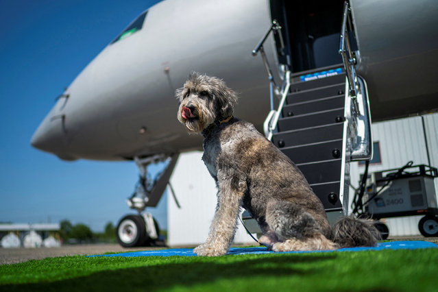 A dog waits to board'a plane during a press event introducing Bark Air, an airline for dogs, at Republic Airport in East Farmingdale, New York, on May 21, 2024. (Photo by Eduardo Munoz/Reuters)
