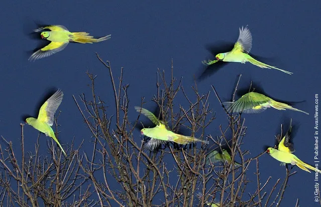 Parakeets Come Home To Roost At Wormwood Scrubs