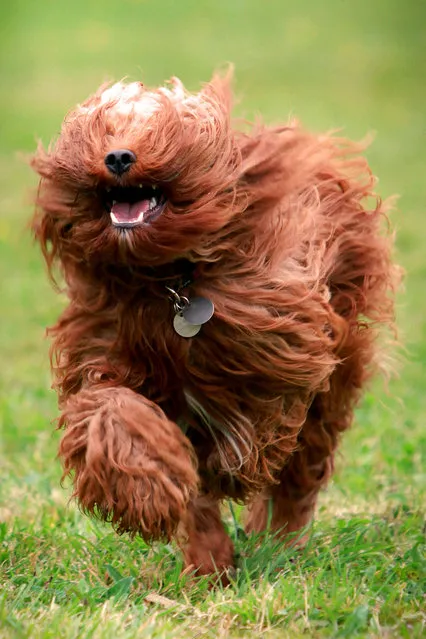 A Cockerpoo. (Photo by Nick Ridley Photography/Caters News Agency)