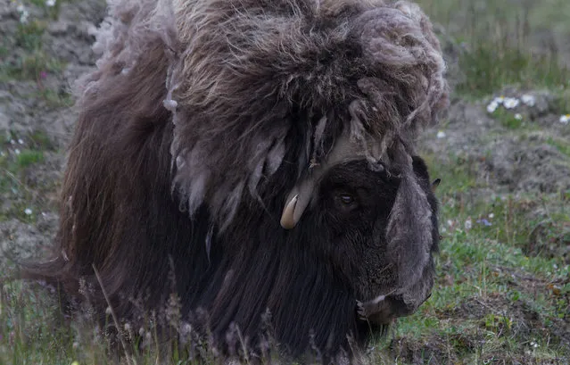 Wild Musk Oxen in Arctic Prairie in Russia