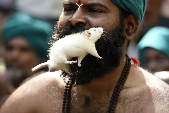 Farmers from Tamil Nadu stage a protest at Jantar Mantar by holding living mice in their mouths to demonstrate that they will have to feed on them if the government fails to declare drought relief packages and waiver loans for the farmers from the state on March 27, 2017 in New Delhi, India. (Photo by Saumya Khandelwal/Hindustan Times)
