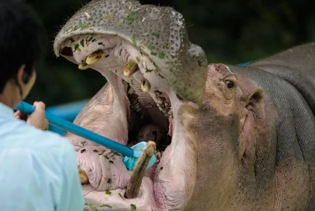A man cleans the teeth of a hippopotamus at a wildlife reserve park in Guangzhou, in China’s Guangdong province, on April 29, 2014. (Photo by Alex Lee/Reuters)