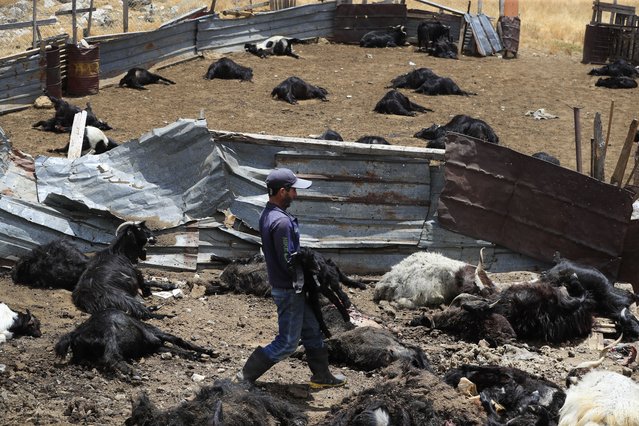 Lebanese shepherd Yussef Halimeh, removes dead goats after an Israeli airstrike hit a house and killed hundreds of goats on their livestock pen, in Toura mountain, south Lebanon, Monday, July 8, 2024. The strikes come as tensions continue to boil between Lebanon's Hezbollah group an the Israeli military along the Lebanon-Israel border over the past month, and as talks for a ceasefire in the Gaza Strip between Hamas and Israel are set to resume. (Photo by Mohammed Zaatari/AP Photo)