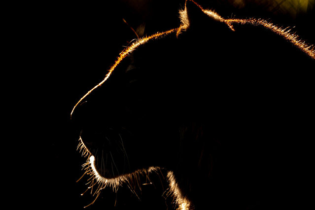 A Bengal tiger is seen in a shaded area, which is created for animals to rest and protect themselves from the sun, at a zoo in Karatay district of Konya, Turkiye on June 24. Zoo authorities, who want to protect the animals from the heat, apply different cooling methods to ensure the comfort of the animals such as spraying and sprinkler systems. (Photo by Mustafa Ciftci/Anadolu via Getty Images)