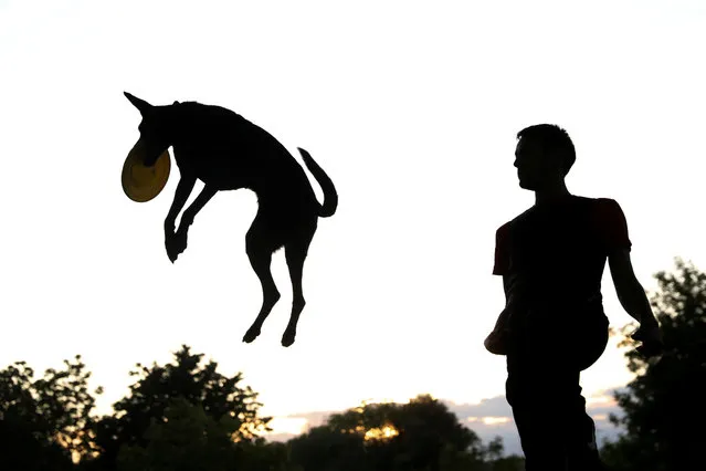 A dog is airborne as it catches a frisbee next to its owner in a park in Madrid, Spain, May 16, 2018. (Photo by Sergio Perez/Reuters)