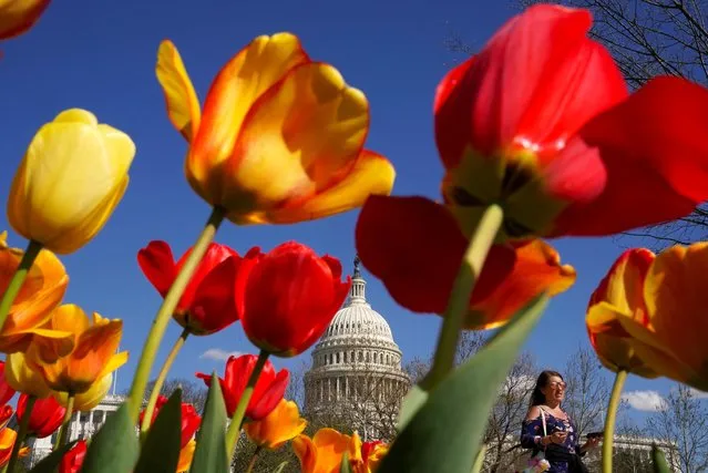 The dome of the U.S. Capitol is seen through a tulip garden as a woman strolls the grounds on a warm spring day in Washington, U.S., April 12, 2022. (Photo by Kevin Lamarque/Reuters)