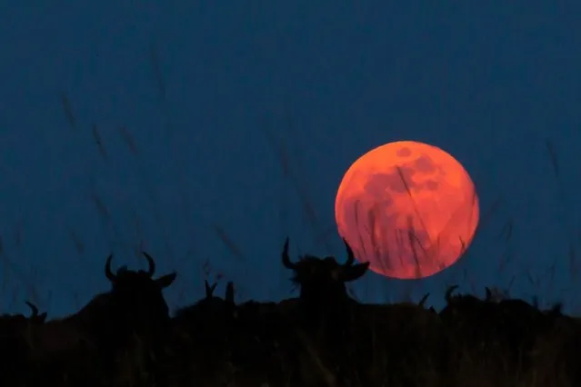 “African Fire”: Wildebeest with red moon in background at sunset. (Photo by Paul Goldstein/Rex Features)