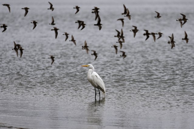 An egret rest on the water´s edge as other birds fly near the port of Asuncion, amid a historic drought that is affecting the river's level, in Paraguay, Tuesday, September 21, 2021. (Photo by Jorge Saenz/AP Photo)