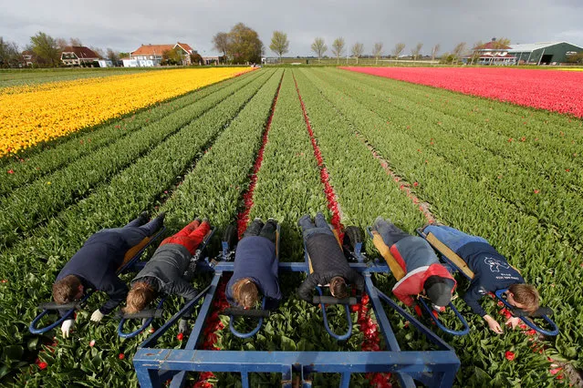 Laborers lay down upon a field to cut off the tulips that remained uncut by the tractor in Den Helder, Netherlands April 22, 2017. (Photo by Cris Toala Olivares/Reuters)