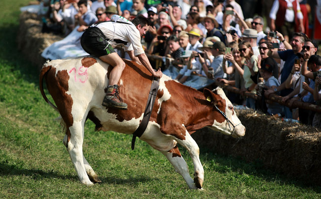 A participant wearing traditional Bavarian lederhosen races to the finish on his ox in the 2024 Muensing Oxen Race (Muensinger Ochsenrennen) on September 01, 2024 in Muensing, Germany. The event, which pits the pride and glory of local ox breeders against one another, takes place only once every four years. The 2020 race was cancelled due to the coronavirus pandemic. (Photo by Johannes Simon/Getty Images)