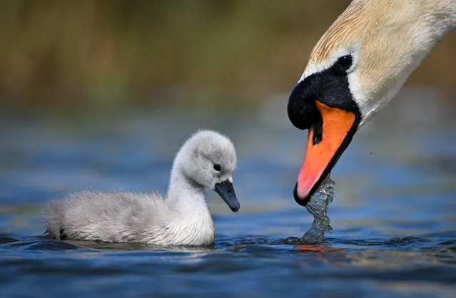 The first cygnets to hatch at Abbotsbury Swannery take to the water, on May 10, 2022 in Abbotsbury, Dorset. The arrival of Mute Swan cygnets is traditionally seen as the start of summer and local traditions claim the Benedictine Monks who owned the swannery between 1000 AD and the 1540s believed the first cygnet signalled the season's first day. Abbotsbury Swannery is the only publicly accessible colony of nesting Mute Swans in the world and can number up to 1,000 per year and are all free-flying. (Photo by Finnbarr Webster/Getty Images)