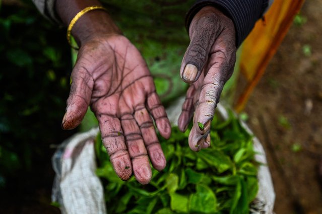 In this photograph taken on September 1, 2024, a tea picker shows her hands whilst she reaps leaves at a plantation in Hatton. The backbone of the economy, Sri Lanka's tea pickers are determined to use their powerful vote to choose a president this month who will change grim working conditions for good. The pickers' main political party, the Ceylon Workers Congress (CWC), are backing the incumbent Wickremesinghe. (Photo by Ishara S. Kodikara/AFP Photo)