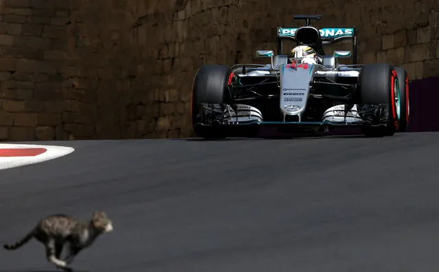 Formula One, Grand Prix of Europe, Baku, Azerbaijan on June 18, 2016. A cat crosses the track in front of Mercedes Formula One driver Lewis Hamilton of Britain as he drives during the third practice session. (Photo by Maxim Shemetov/Reuters)