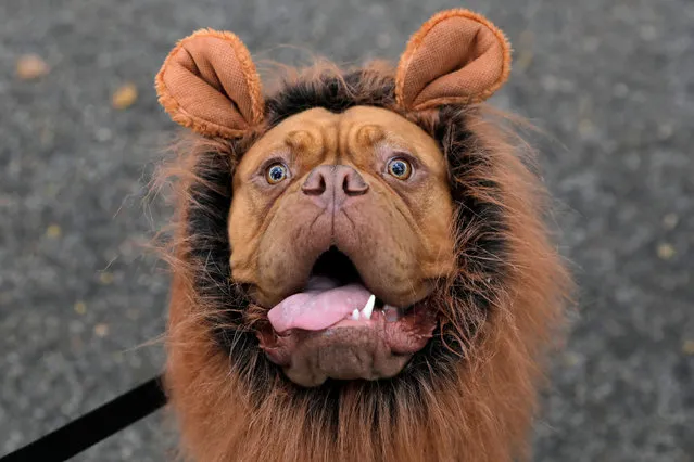 Frankie the French mastiff poses while dressed as a lion at the Tompkins Square Halloween Dog Parade in Manhattan, New York City, U.S., October 20, 2019. (Photo by Andrew Kelly/Reuters)