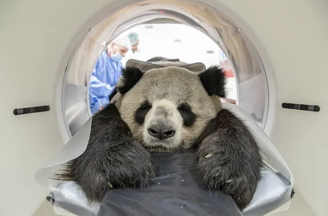 In this Thursday November 7, 2019 photo, provide by the Berlin Zoo, nine years old male Panda Jiao Ling is prepared for an examination in the computer tomograph in Berlin, The veterinarians of the zoo wanted to investigate the function the different sized kidneys. (Photo by Berlin Zoo via AP Photo)