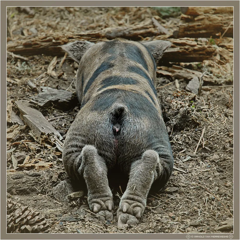 The Art of Sleep. Part II