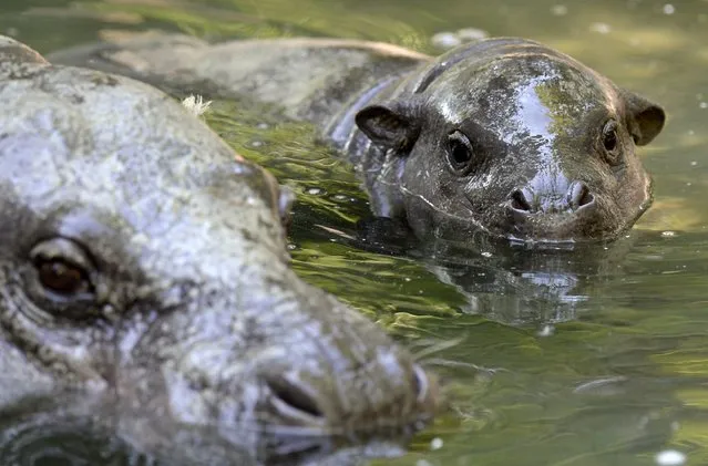Female pygmy hippopotamus “Anais” and and her young “Onong” cool off at the Zoo in Zurich, Switzerland, 16 July 2014. 'Onong' was born on 16 May 2014. (Photo by Steffen Schmidt/EPA)