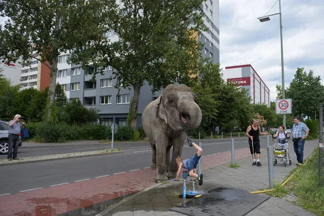 Elephant Maja of Circus Bush on his daily walk on Berlin streets in Berlin, Germany June 30, 2016. (Photo by Stefanie Loos/Reuters)