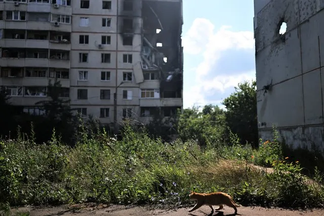 One of the cats which were abandoned by families who fled the war in the neighbourhood of northern Saltivka, one of the most damaged residential areas of Kharkiv, walks in front of a damaged building, near Natalia Pasternak (not pictured), 68, who is the only person left in her building and lives in the basement, as Russia's invasion of Ukraine continues, in Kharkiv Ukraine on July 18, 2022. (Photo by Nacho Doce/Reuters)