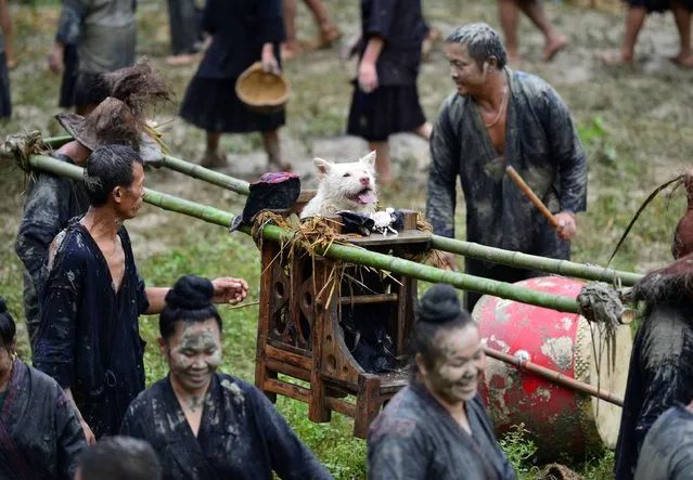 This photo taken on September 2, 2017 shows people of Miao ethnic minority carrying a dog in a sedan chair during “Dog carrying Day”, a traditional local festival, in Jianhe in China's southwestern Guizhou province. Local villagers dressed the dog up in human clothing and carried it by a sedan chair to show respect for all creatures on the festival. (Photo by AFP Photo/Stringer)
