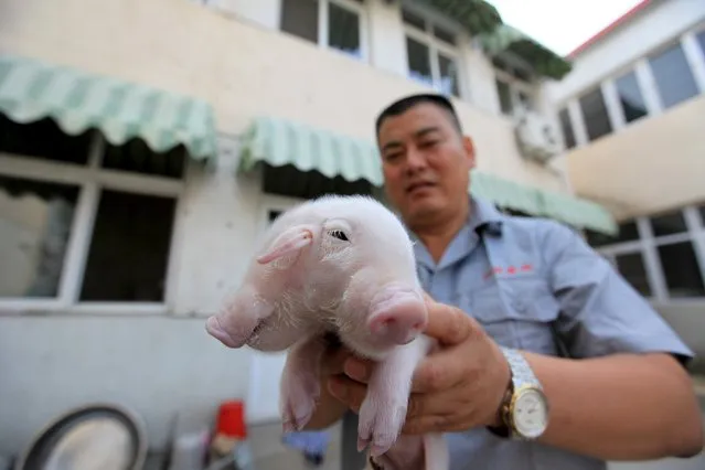 Yang Jinliang holds a piglet with two heads in Tianjin, August 28, 2015. According to local media, Yang, the owner of a sesame oil mill, is taking care of the piglet found by his friend on a street. It's not yet known what caused its condition. (Photo by Reuters/Stringer)