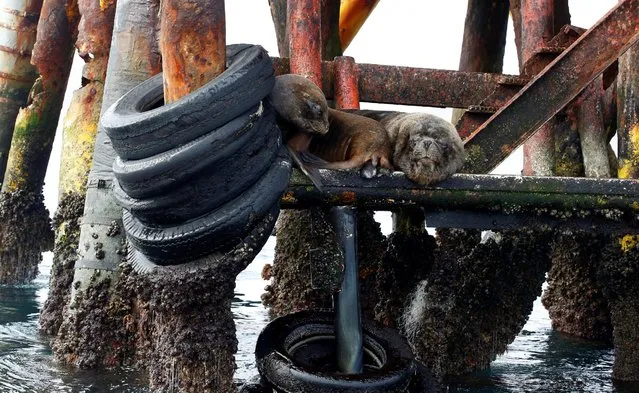 Sea lions rest at an abandoned oil platform at Organos beach in Piura, Peru, July 19, 2016. (Photo by Mariana Bazo/Reuters)