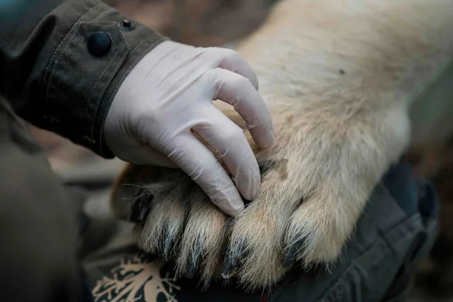 Vetenarians from the Mulhouse Zoological Park in eastern France, examin the paws and prepare a young sedated polar bear called Nanuq, before being transfered to the CERZA zoo, near Lisieu in Normandy and later onto a zoo in the La Flèche in the Loire Valley region on April 9, 2020. Nanuq, who weighs just over 200 kilograms and was born at the end of 2016 at the Mulhouse zoo, left her birthplace on April 9, 2020, to join the CERZA zoo, which volunteered to welcome her while her new enclosure is made ready in La Flèche, where work has been delayed due to the lockdown across France because of th COVID-19, the disease caused by the novel coronavirus. (Photo by Sebastien Bozon/AFP Photo)