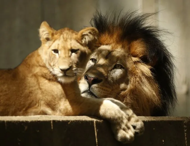 Lions rest as the hot sun beats down upon them at the National Zoo in Washington September 4, 2014. After a mild summer, the nation's capital is experiencing late season heat wave with temperatures up to around 90 degrees Fahrenheit. (Photo by Kevin Lamarque/Reuters)