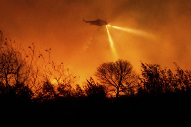 A helicopter drops water while fighting the Auto Fire in Ventura County, Calif., on Monday, January 13, 2025. (Photo by Noah Berger/AP Photo)