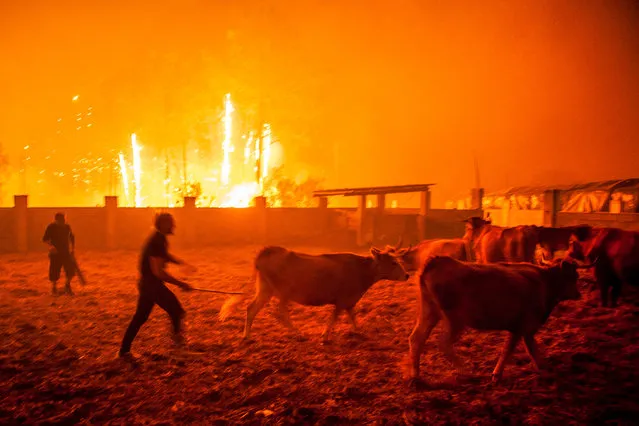 Men gather cattle during a forest fire in Vieira de Leiria, Marinha Grande, Portugal, 16 October 2017. Around 6,000 firemen supported by 1,800 land vehicles are fighting several wildfires all over the country this morning. (Photo by Ricardo Graca/EPA/EFE)