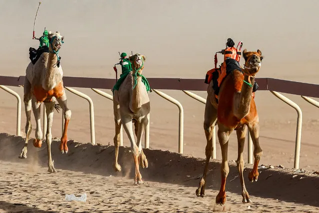 Camels riden by robot jockeys take part in a race at the Sheikh Zayed race track in Disah in Jordan's southern Wadi Rum desert on September 30, 2022. (Photo by Khalil Mazraawi/AFP Photo)