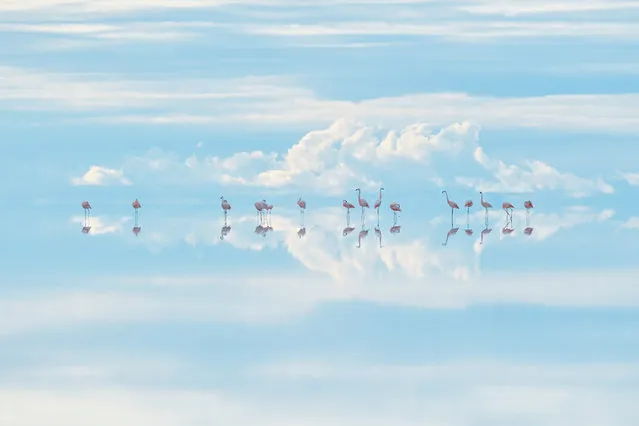 Heavenly flamingos by Junji Takasago, Japan. Winner, natural artistry. Takasago powers through altitude sickness to produce a dream-like scene. He crept towards the preening group of Chilean flamingos. Framing their choreography within the reflected clouds, he fought back his altitude sickness to capture this dream-like scene. High in the Andes, Salar de Uyuni is the world’s largest salt pan. It is also one of Bolivia’s largest lithium mines, which threatens the future of these flamingos. Lithium is used in batteries for phones and laptops. Daniel Campos province, Bolivia. (Photo by Junji Takasago/Wildlife Photographer of the Year)