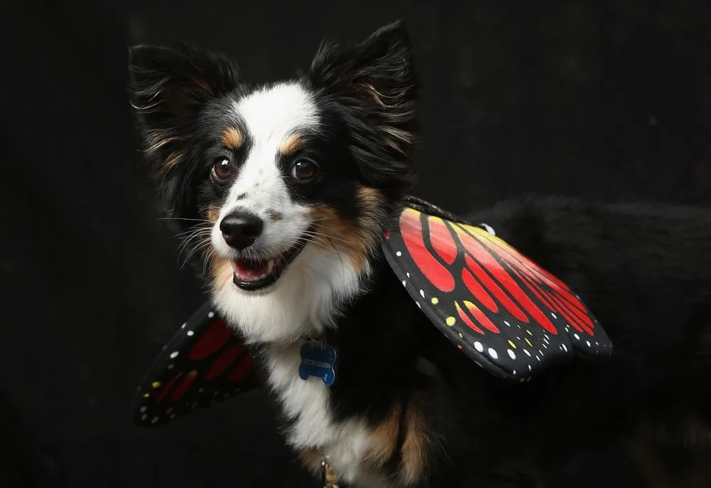 Dogs Dress Up For Annual Tompkins Square Park Halloween Parade