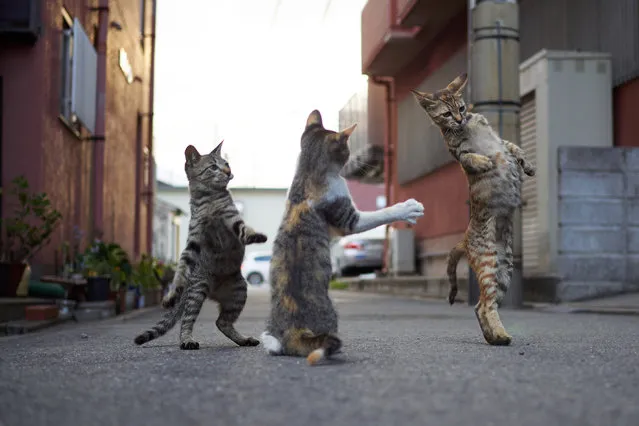 The cats, all photographed on the streets of Japan, would put the likes of Bruce Lee and Jackie Chan to shame. (Photo by Hisakata Hiroyuki/Caters News Agency)