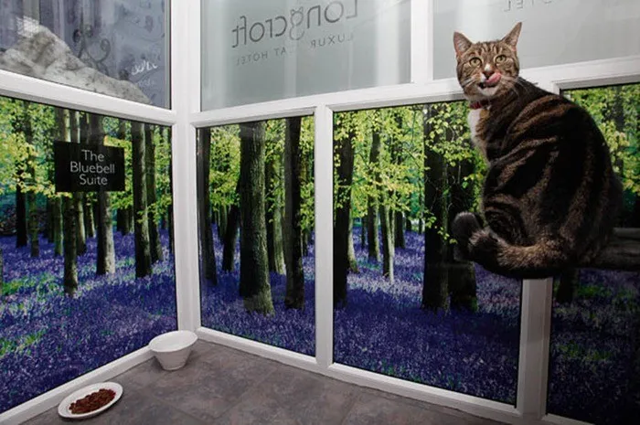 Longcroft Luxury Cat Hotel