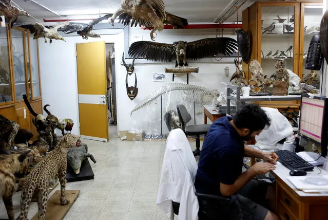 Asaf, a collection manager at Tel Aviv University's Zoological centre works on a collection which will be housed at the Steinhardt Museum of Natural History, a new Israeli natural history museum set to open next year in Tel Aviv, Israel June 8, 2016. (Photo by Nir Elias/Reuters)