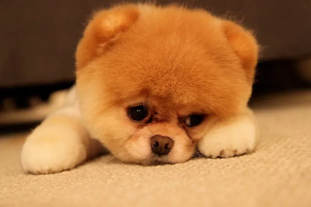 Meet Boo - The World's Cutest Dog