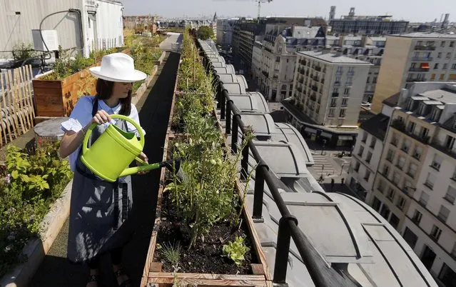 Charlotte Arnoux, recruitment officer and first-time gardener, waters plants on the 700 square metre (7500 square feet) rooftop of the Bon Marche, where the store's employees grow some 60 kinds of fruits and vegetables such as strawberries, zucchinis, mint and other herbs in their urban garden with a view of the capital in Paris, France, August 26, 2016. (Photo by Regis Duvignau/Reuters)