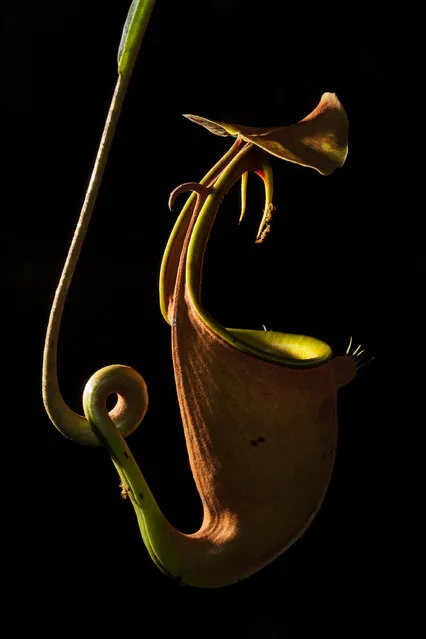 Runner up, Ecology and Environmental Science category. Invincible ants by Thomas Endlein. Pitcher plants are carnivorous, drawing nutrients from trapped and digested insects. The species shown here (Nepenthes bicalcarata) secretes sweet nectar on the rim and fang-like structures, which are very slippery for most insects except for one specialised ant (Camponotus schmitzii). The ants live in the curled hollow tendrils of the plant and manage to climb in and out of the pitcher without any difficulties to steal a bit of nectar, as shown here. (Photo by Thomas Endlein/PA Wire/Royal Society Publishing Photography Competition 2017)