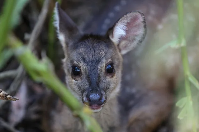 Photo taken on September 19, 2015 shows a baby gray brocket at the “Parque Estoril” zoo in Sao Bernardo do Campo of Sao Paulo, Brazil. According to local press, the “Parque Estoril” zoo houses currently 23 orphan cubs of wild animals rescued in the south region of Sao Paulo, victims of illegal wildlife trade or problems caused by urban growth. (Photo by Rahel Patrasso/Xinhua via ZUMA Wire)