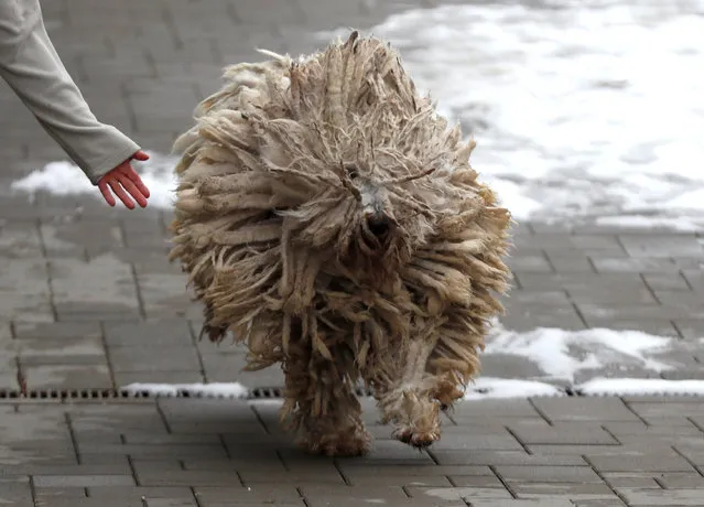 A Komondor, a traditional Hungarian guard dog, braves a windy day in Bodony, Hungary, December 6, 2017. (Photo by Laszlo Balogh/Reuters)