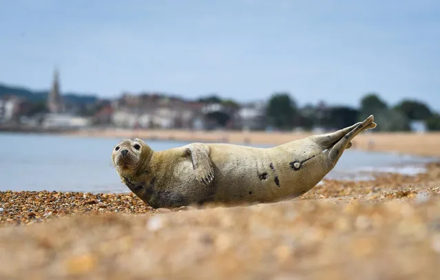 Local attraction named Sammy the Seal is seen on Preston beach on July 14, 2020 in Weymouth, United Kingdom. The seal is being watched over by a group of volunteers who check on him regularly to make sure beachgoers are keeping their distance. (Photo by Finnbarr Webster/Getty Images)