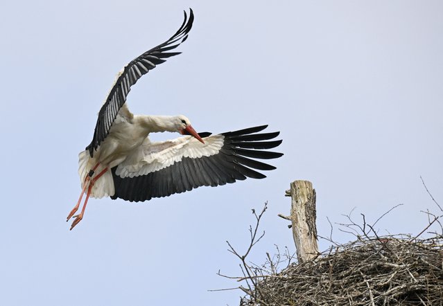 A white stork flies to its nest near Cleebronn, southern Germany, on April 10, 2025. (Photo by Thomas Kienzle/AFP Photo)