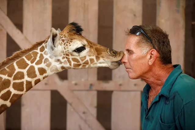 Safari keeper Guy Pear gets a kiss from a five-day-old reticulated giraffe, at an enclosure at the Safari Zoo in Ramat Gan, near Tel Aviv, Israel August 30, 2016. (Photo by Baz Ratner/Reuters)