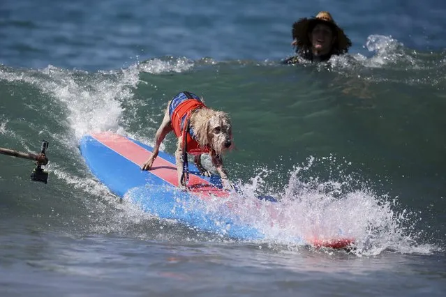 A dog surfs during the Surf City Surf Dog Contest in Huntington Beach, California September 27, 2015. (Photo by Lucy Nicholson/Reuters)