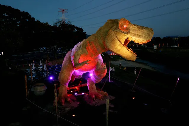 A straw-made 22-metre long Tyrannosaurus statue is illuminated on November 5, 2022 in Chikuzen, Fukuoka, Japan. The statue will be displayed until late January 2023. (Photo by The Asahi Shimbun via Getty Images)
