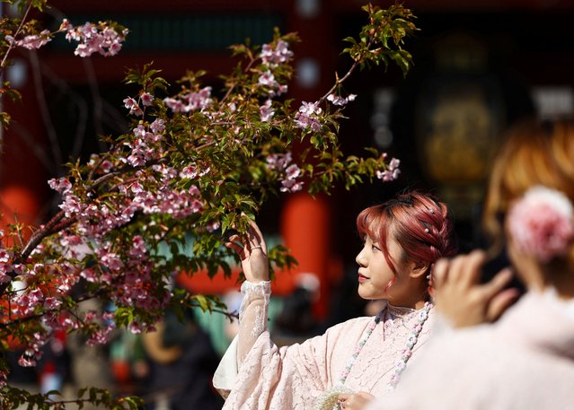 A visitor poses for a photograph next to early-flowering cherry blossoms near Sensoji temple at Asakusa district, a popular sightseeing spot in Tokyo, Japan on March 10, 2025. (Photo by Issei Kato/Reuters)