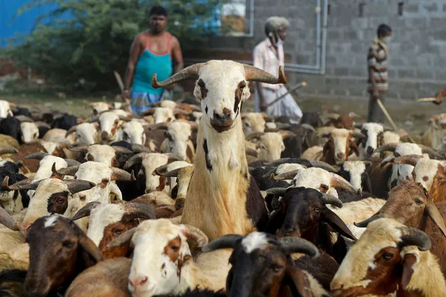 Livestock vendors wait for customers to sell goats and sheep ahead of the Muslim festival of Eid al-Adha at a ground in Chennai on July 28, 2020. Eid al-Adha, feast of the sacrifice, marks the end of the Hajj pilgrimage to Mecca and commemorates Prophet Abraham's readiness to sacrifice his son to show obedience to Allah. (Photo by Arun Sankar/AFP Photo)